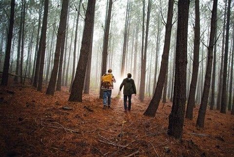 Two people walking through a forest.