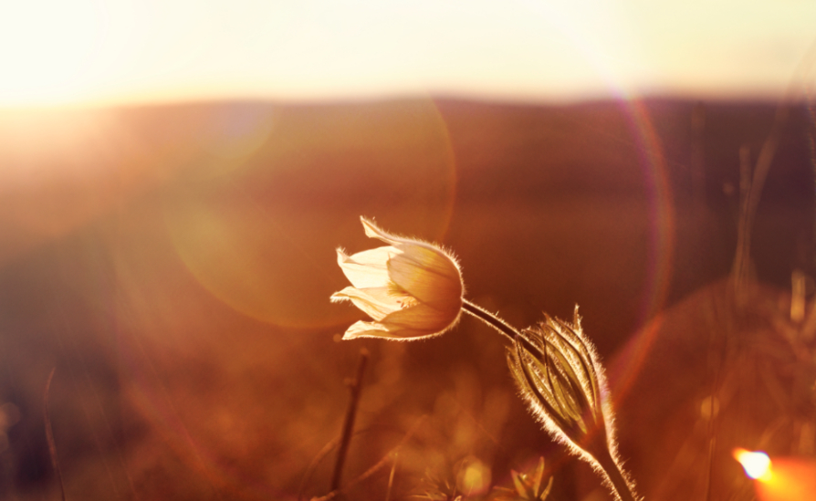 Close up of a flower in the light of a sunset.